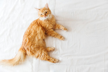 Cute ginger cat  lying in bed. Cute cozy background, morning bedtime at home. Top view, flat lay.