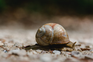 Schnecke mit großem Schneckenhaus mit Wasser auf Kieselboden
