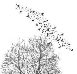 Silhouette flying birds and silhouette tree