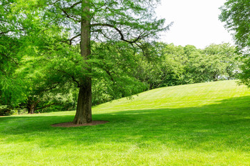 Green grass and trees on a meadow.
