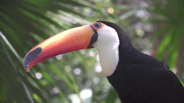 tropical Toucan bird sitting in the jungle on a branch