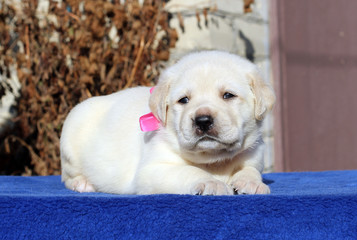 the little labrador puppy on a blue background