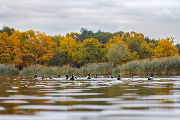 Ducks in the lake