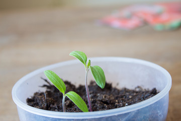 Seedling tomato in a pots