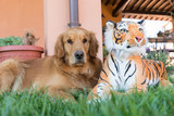 Golden retriever si rilassa sul prato con il suo peluche tigre
