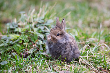 Naklejka na ściany i meble Gray, decorative, small furry rabbit on the grass