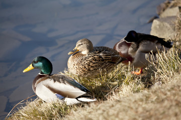 Am Teich