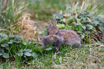 Naklejka na ściany i meble Gray, decorative, small furry rabbit on the grass