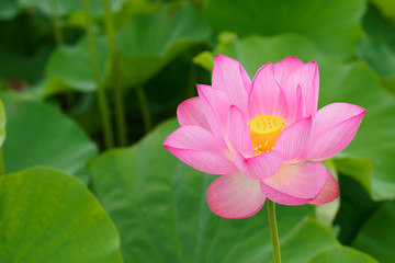 Obraz premium 美しい蓮の花
