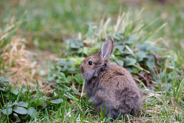 Gray, decorative, small furry rabbit on the grass