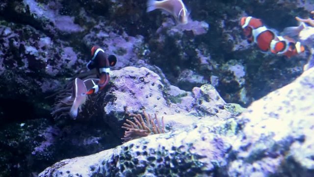 Clown fish in aquarium with blue tang 60fps