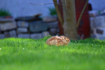 Cute bunny rabbit naps in afternoon shade