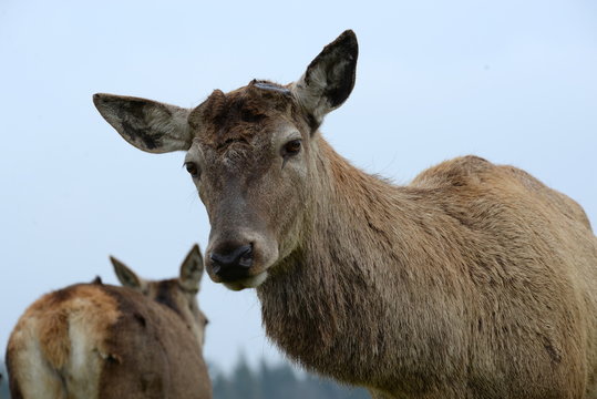 Fototapeta sad deer, male deer without his antlers seems to be looking sad