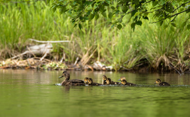 ducks family