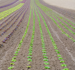 Salat Blüten auf dem Acker bis zur Erntezeit 