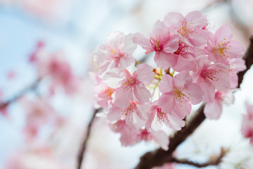 Fototapeta premium soft blooming cherry bloosom