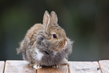 Gray, decorative, small furry rabbit on the nature