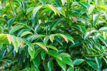 Fototapeta premium Green leaves background