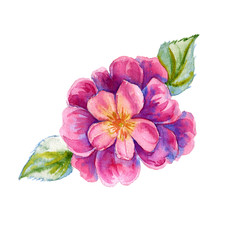 A flower of a peony. Isolated on white background. Watercolor illustration.