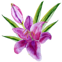 Lily flower. Isolated on white background. Watercolor illustration.