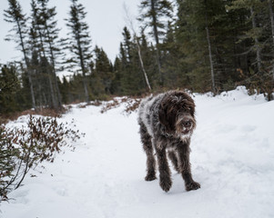 dog in the snow