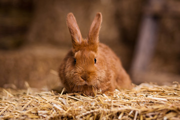 Obraz premium Funny little rabbit among Easter eggs in velour grass,rabbits with Easter eggs,close-up pair of easter bunny,Cute rabbit small bunny domestic pet with long ears and fluffy fur coat 
