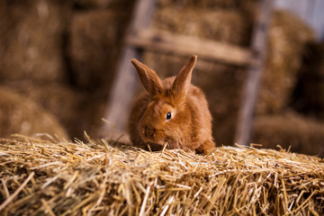 Fototapeta premium Funny little rabbit among Easter eggs in velour grass,rabbits with Easter eggs,close-up pair of easter bunny,Cute rabbit small bunny domestic pet with long ears and fluffy fur coat 