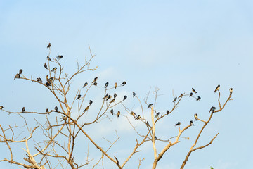 Swallows on blue sky background