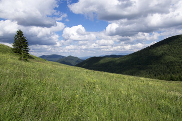 Fototapeta na wymiar Mala Fatra mountains in Slovakia, meadow, grassland