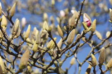 Magnolienknospen auf  Baumzweigen