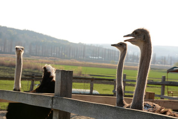Ostrich on the farm