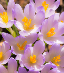 Fototapeta na wymiar Purple crocus flower blossoms background