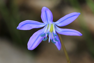 scilla bifolia flower