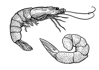 Shrimp illustration, drawing, engraving, ink, line art, vector