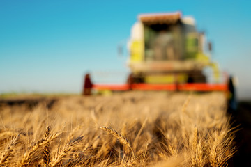 Fototapeta premium Wheat field with combine harvesting behind.