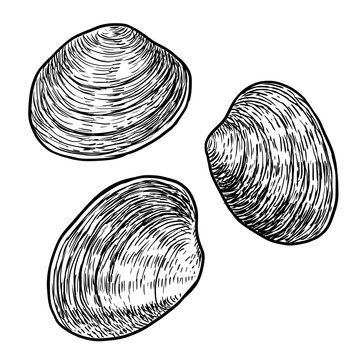 Edible clam illustration, drawing, engraving, ink, line art, vector