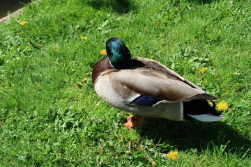 Canard