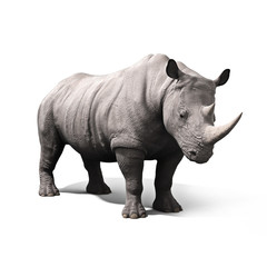 Fototapeta premium Rhinoceros isolated on a white background. 3d rendering