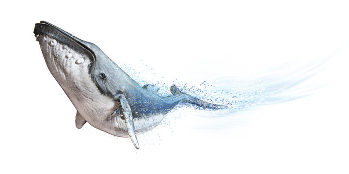 Humpback whale on a white background. Dispersion abstract wave effect  3d rendering