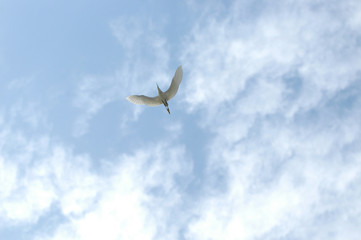 Fototapeta na wymiar Egret flying in the sky.