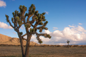 Mojave Desert view with Joshua Tree