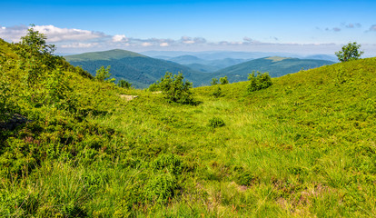 Fototapeta na wymiar summer meadow on hillside of mountain range