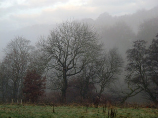 Autumn beech woodland collection