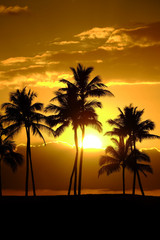 Fototapeta na wymiar Tropical Palm Trees Silhouette Sunset or Sunrise