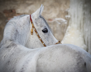 Grey arabian horse look back on light background isolated