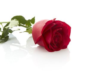 Fototapeta premium Single beautiful red rose