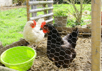 poule ,enclos de grillage ,poulailler © Patryssia