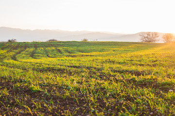 Wheat field landscape with path in the sunset time
