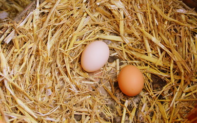 oeufs de poule frais dans la paille du poulailler 