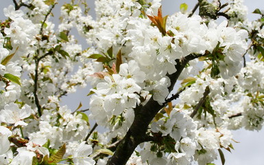 cerisier en fleurs blanches,au printemps